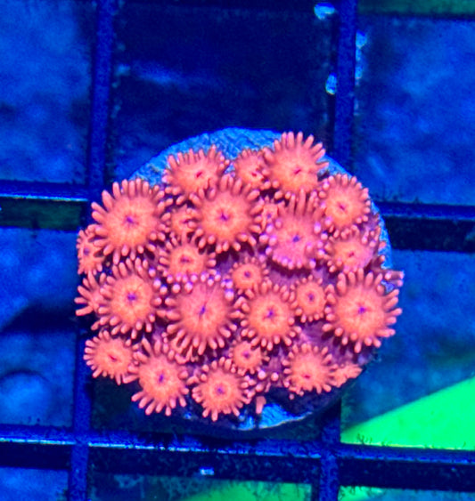 Reg Goniopora Frag