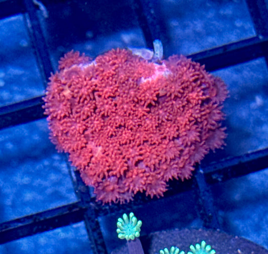 Short Polyp Red Goniopora Frag