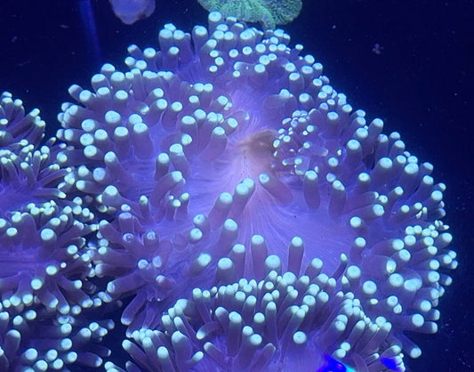 Ritteri Anemone