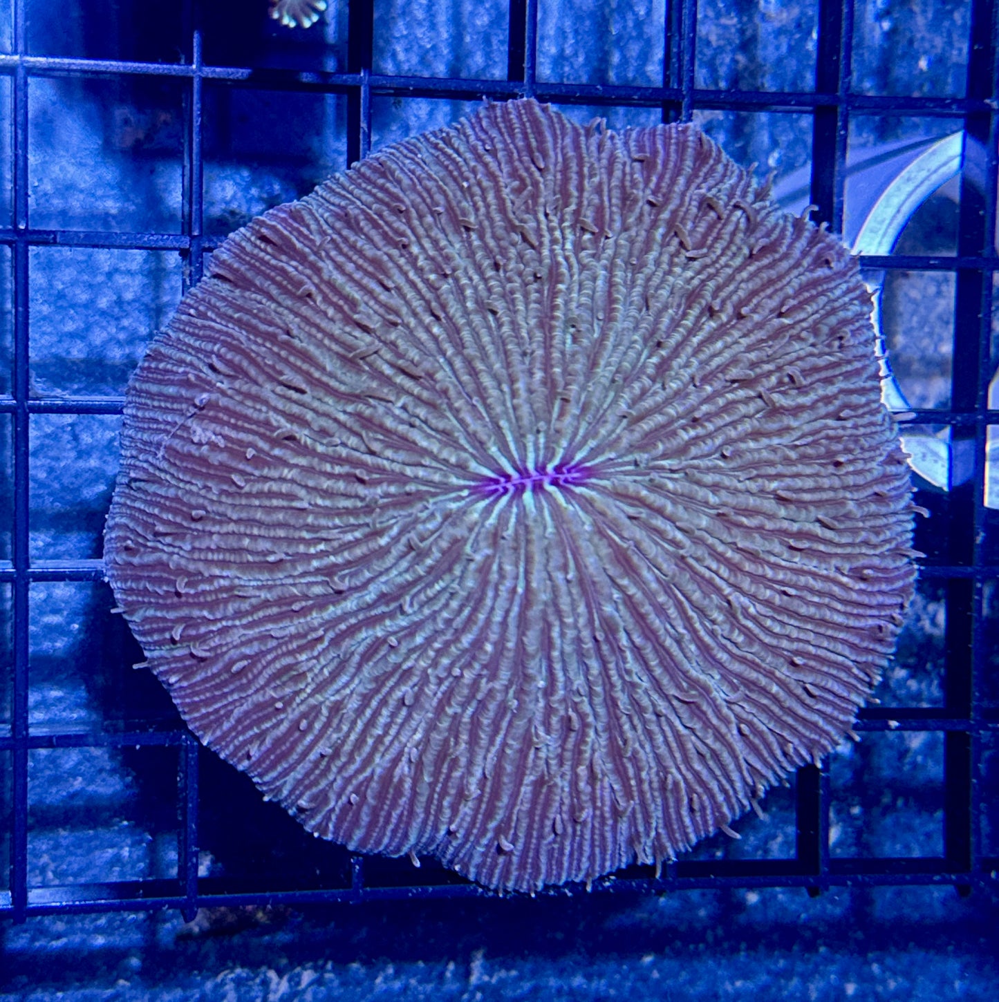 Fragile Plate Coral