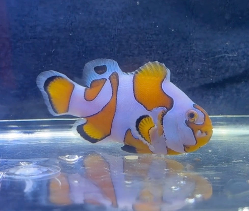 Semi Picasso Clown (Rescue)