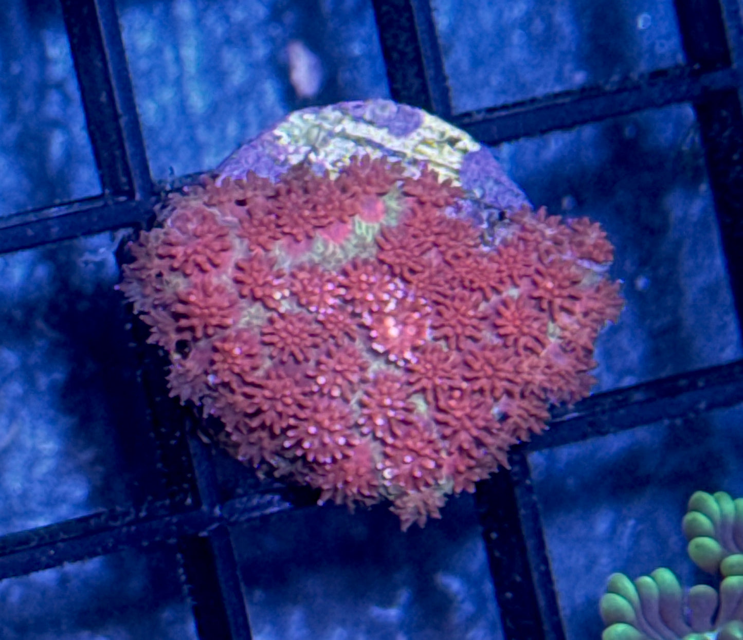 Short Polyp Red Goniopora Frag