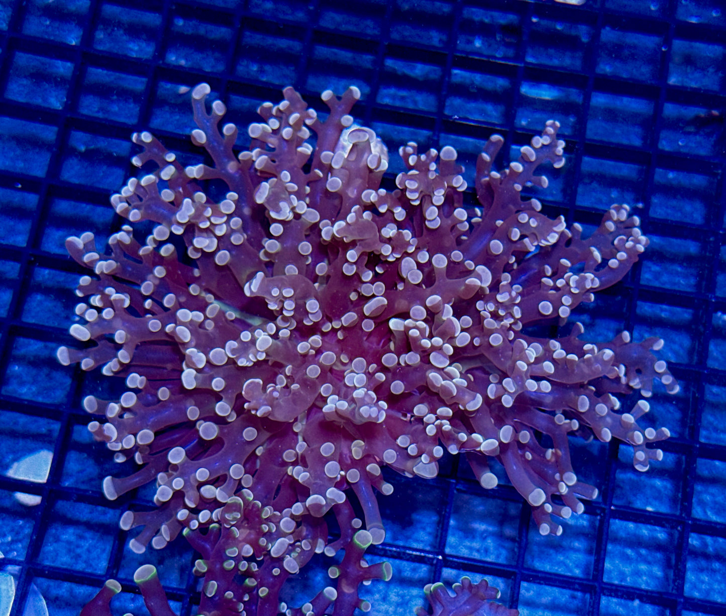 Branching Orange Octospawn