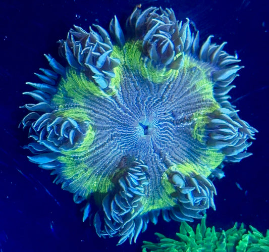 Rock Flower Anemone