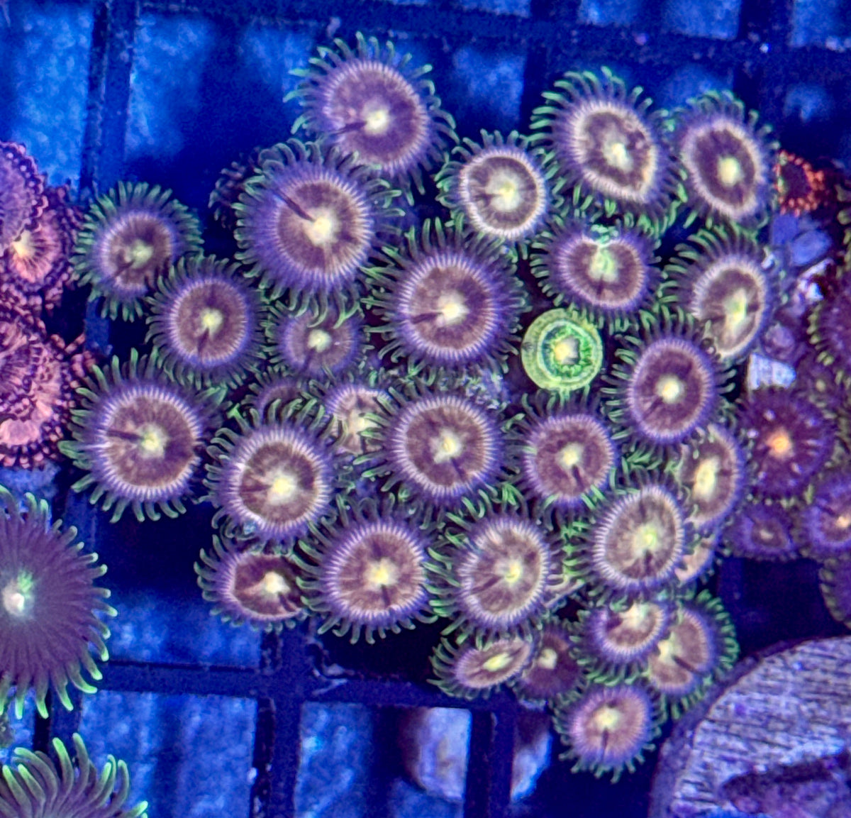 Zoa Frag