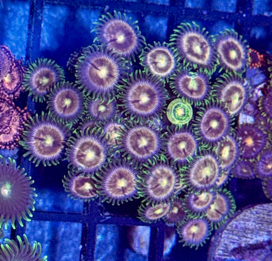 Zoa Frag