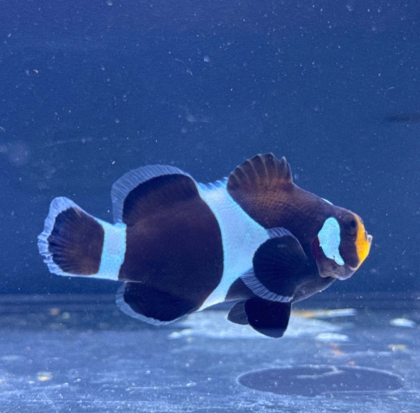 Black Ocellaris Clown Rescue