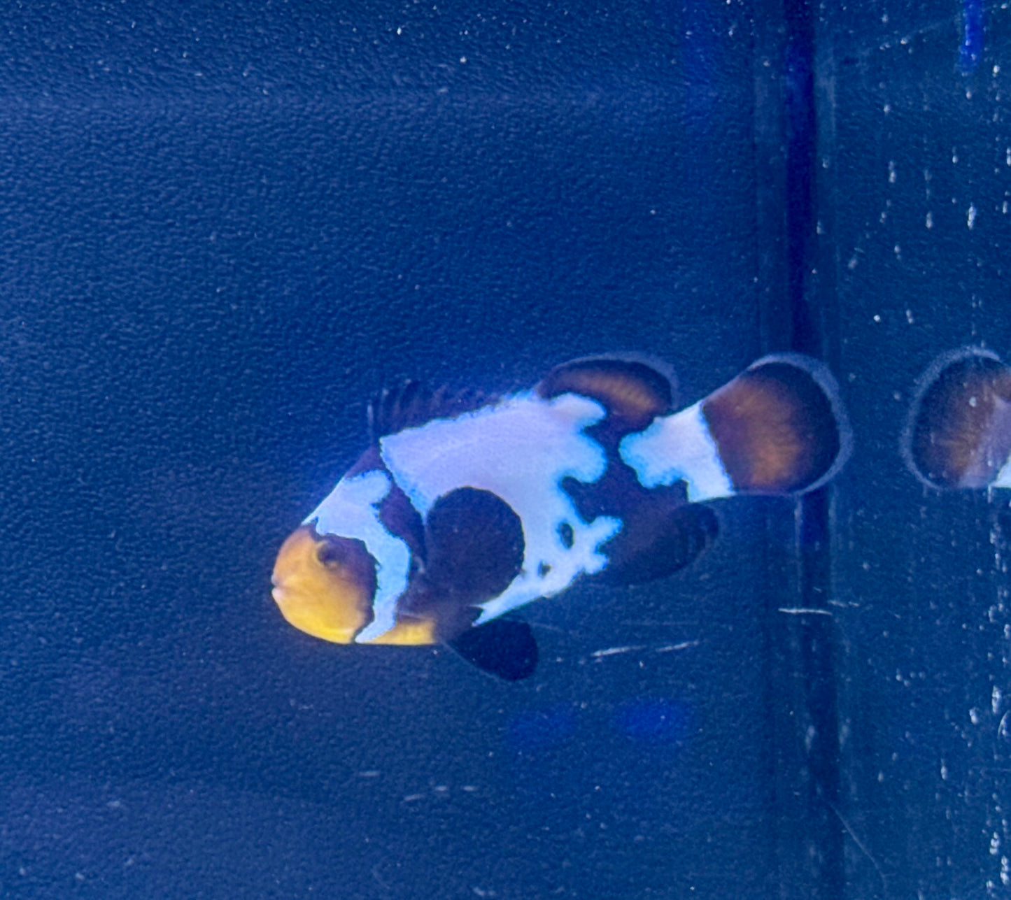 Snowflake Clown Rescue