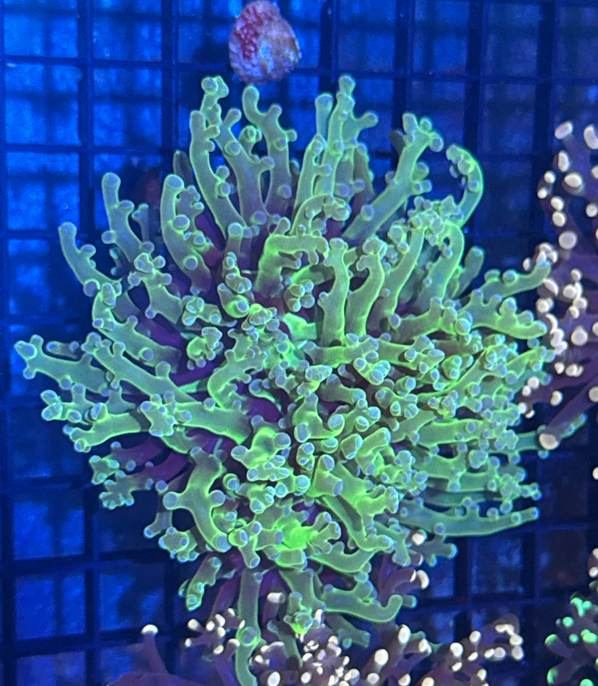 Blue Tipped Frogspawn Branching