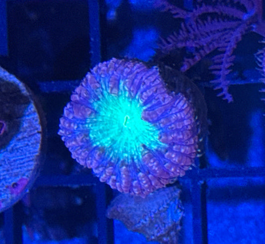 Blastomussa Welsi