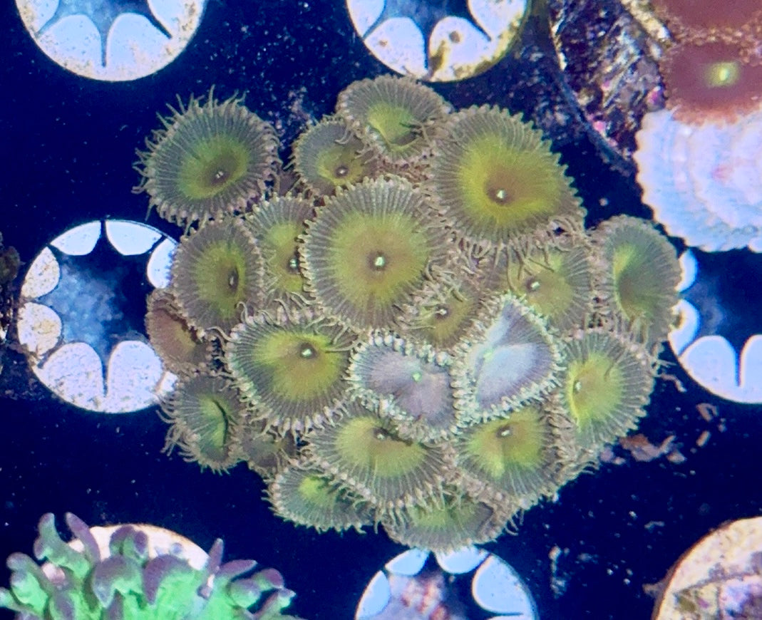 Zoa