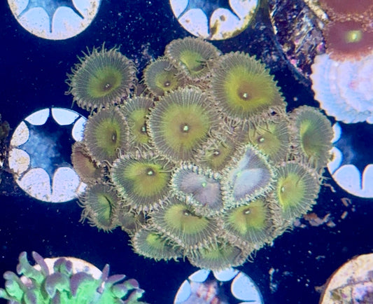 Zoa