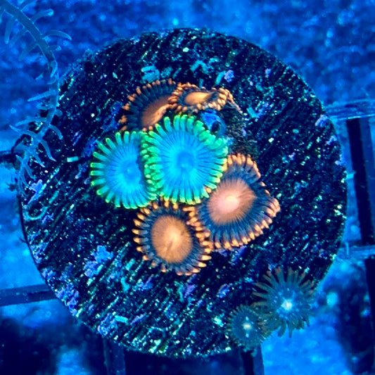 Zoa Frag