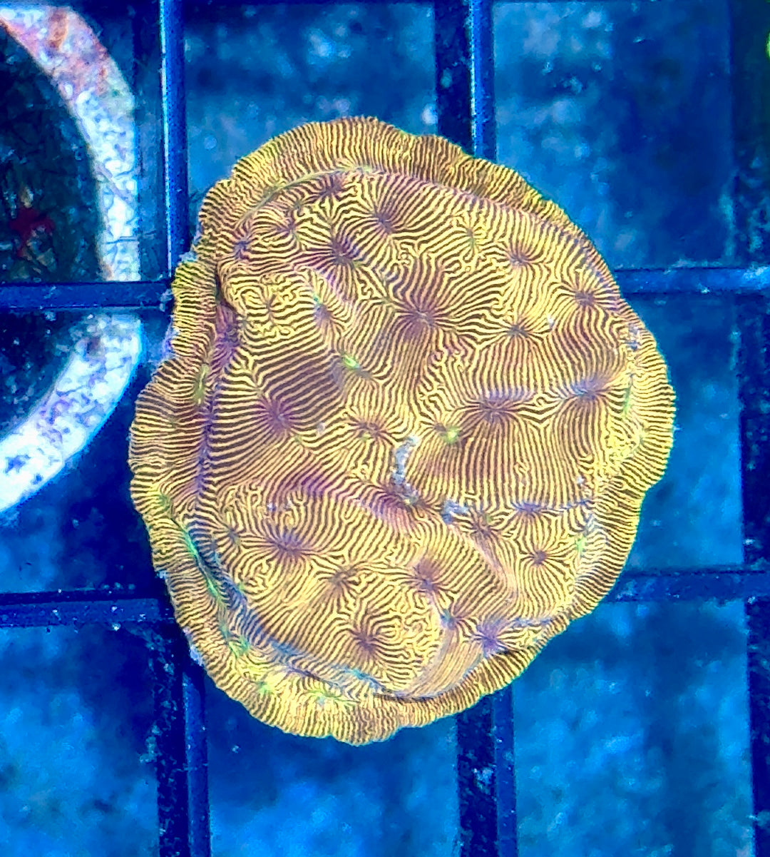 Lepto Frag