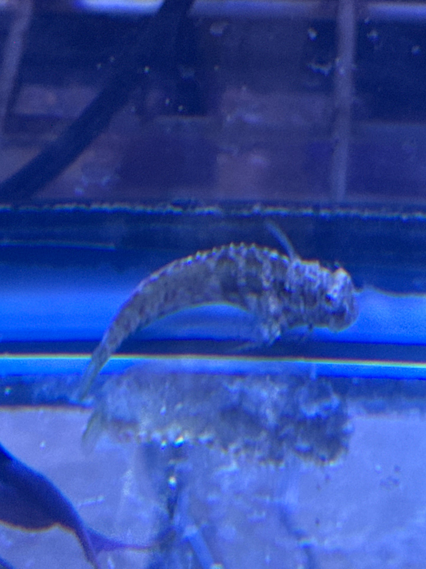 Lawnmower Blenny