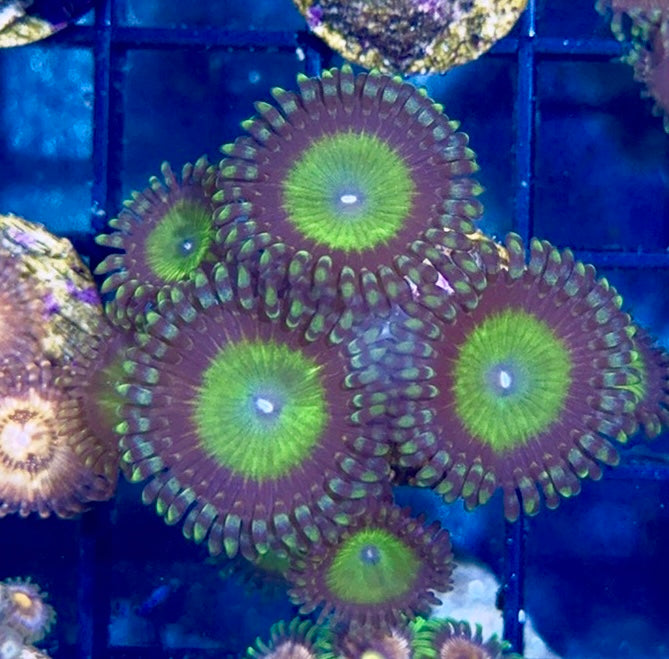 Zoa