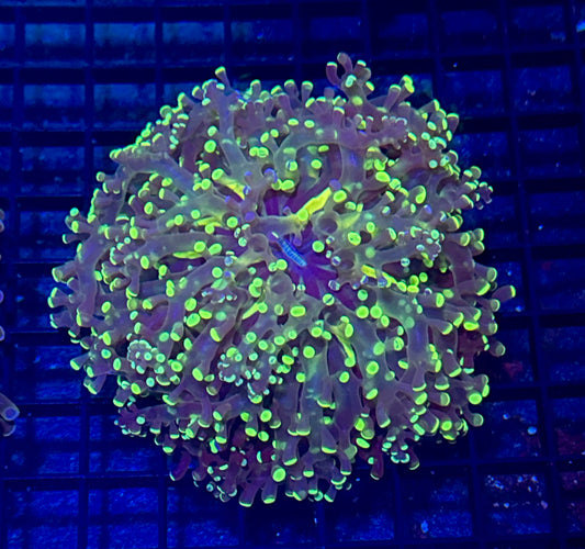 Splatter Frogspawn Branching