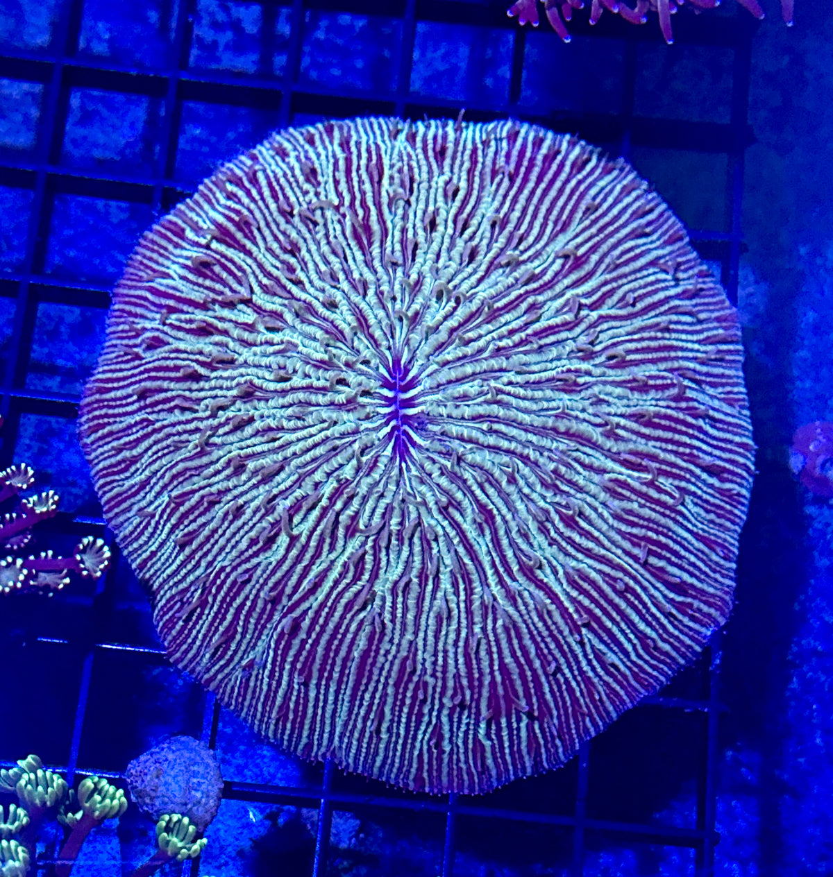 Fragile Fungia Plate Coral
