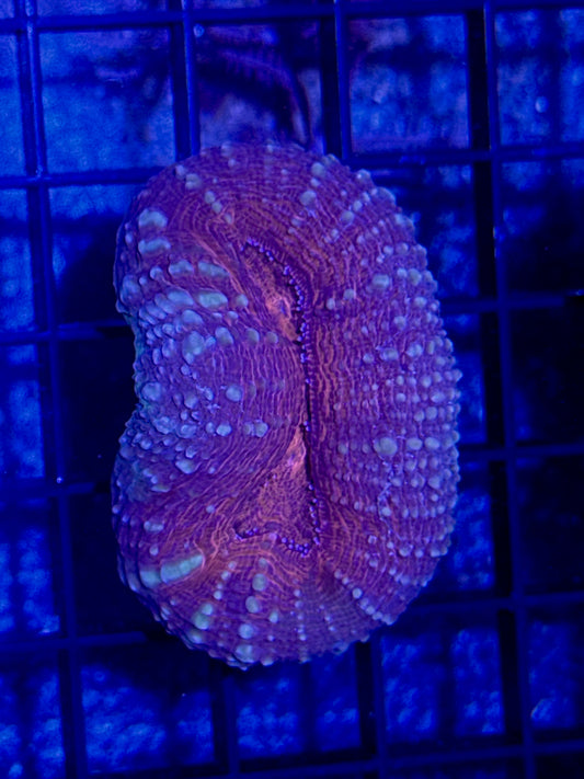 Lobo Frag