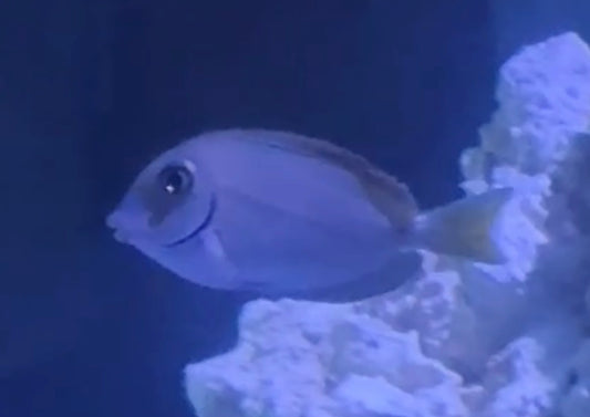Ocean Surgeonfish
