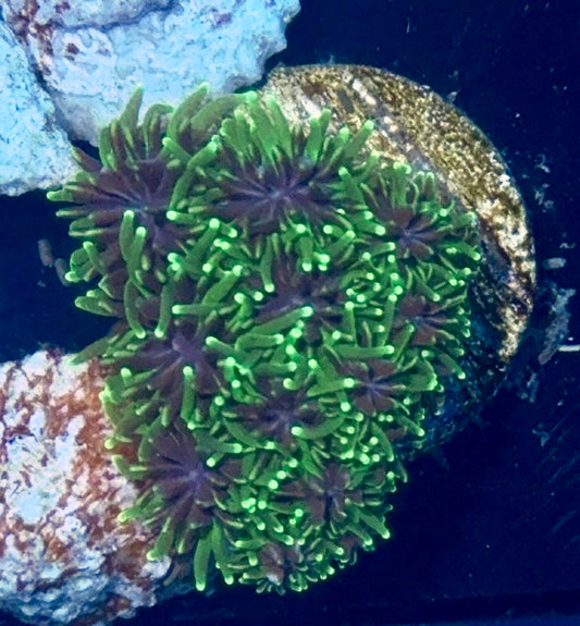 Galaxia Frag