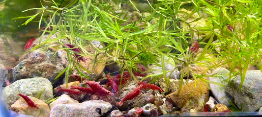 Cherry Shrimp