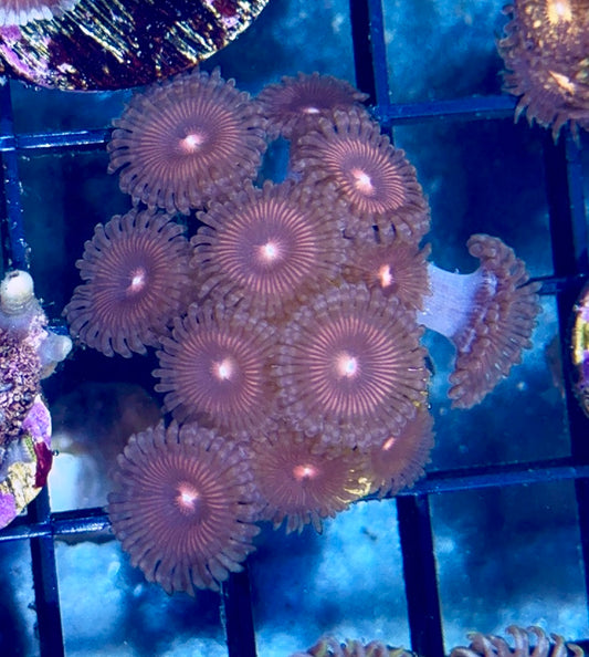 Zoa