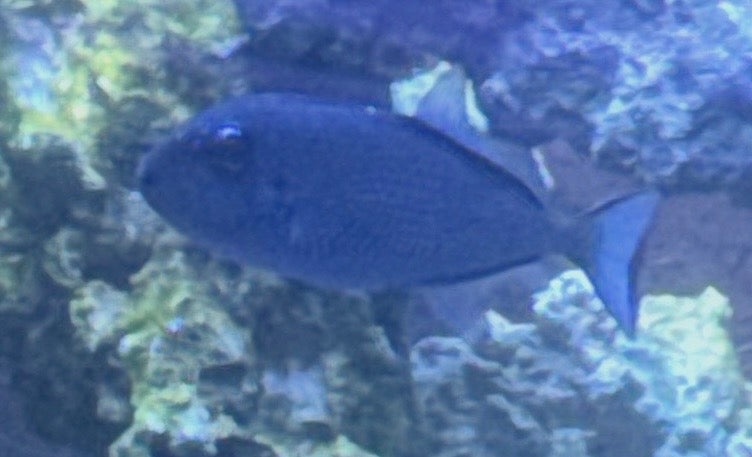 Female Bluejaw Trigger