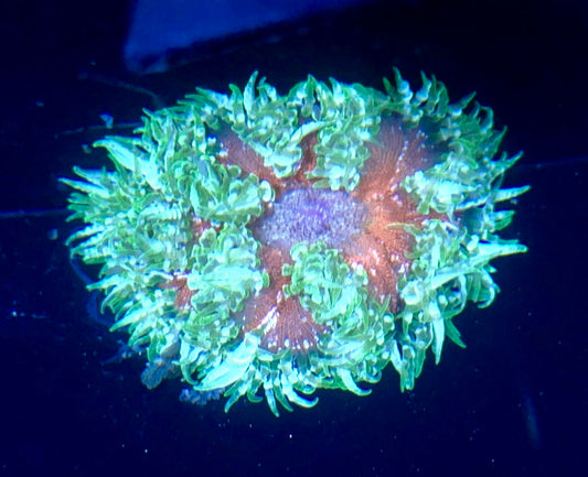 Rock Flower Anemone