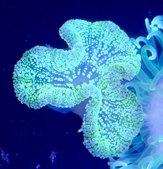 Haddoni Carpet Anemone