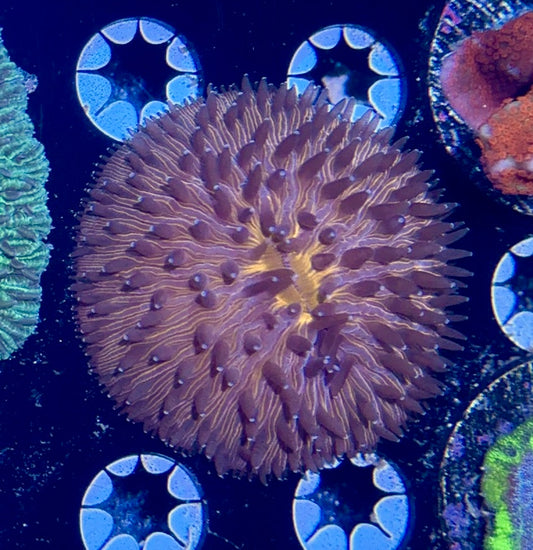Orange Fungia Plate Coral