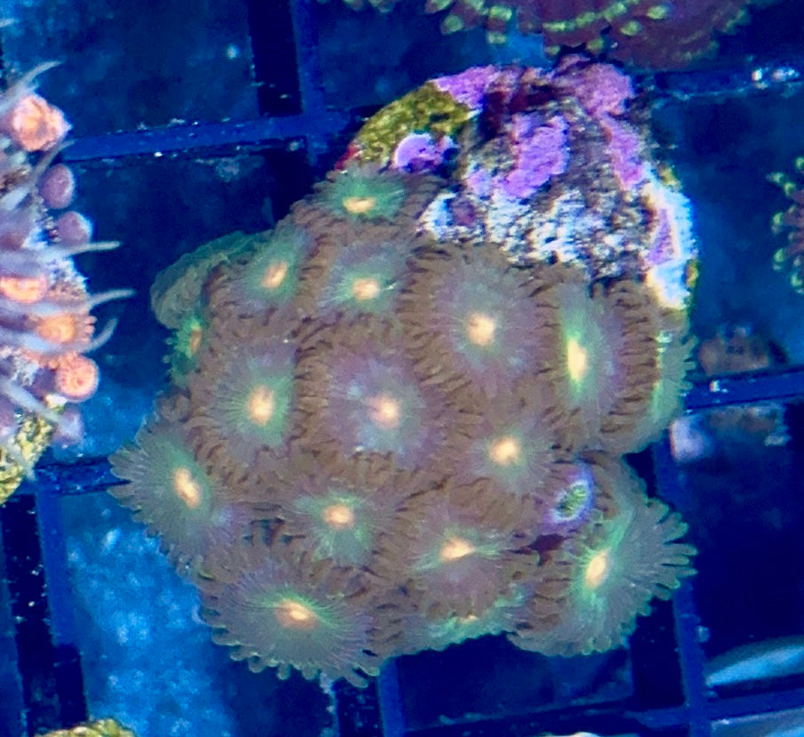 Zoa