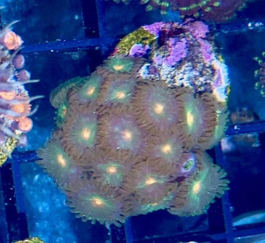 Zoa