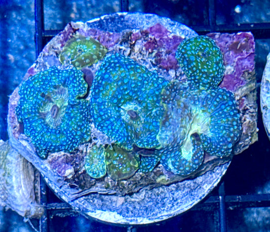 Unique Disco Mushroom Mini Colony