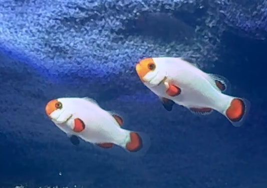 Wyoming White Clown Pair
