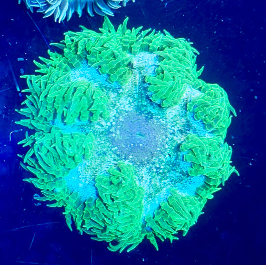 Rock Flower Anemone