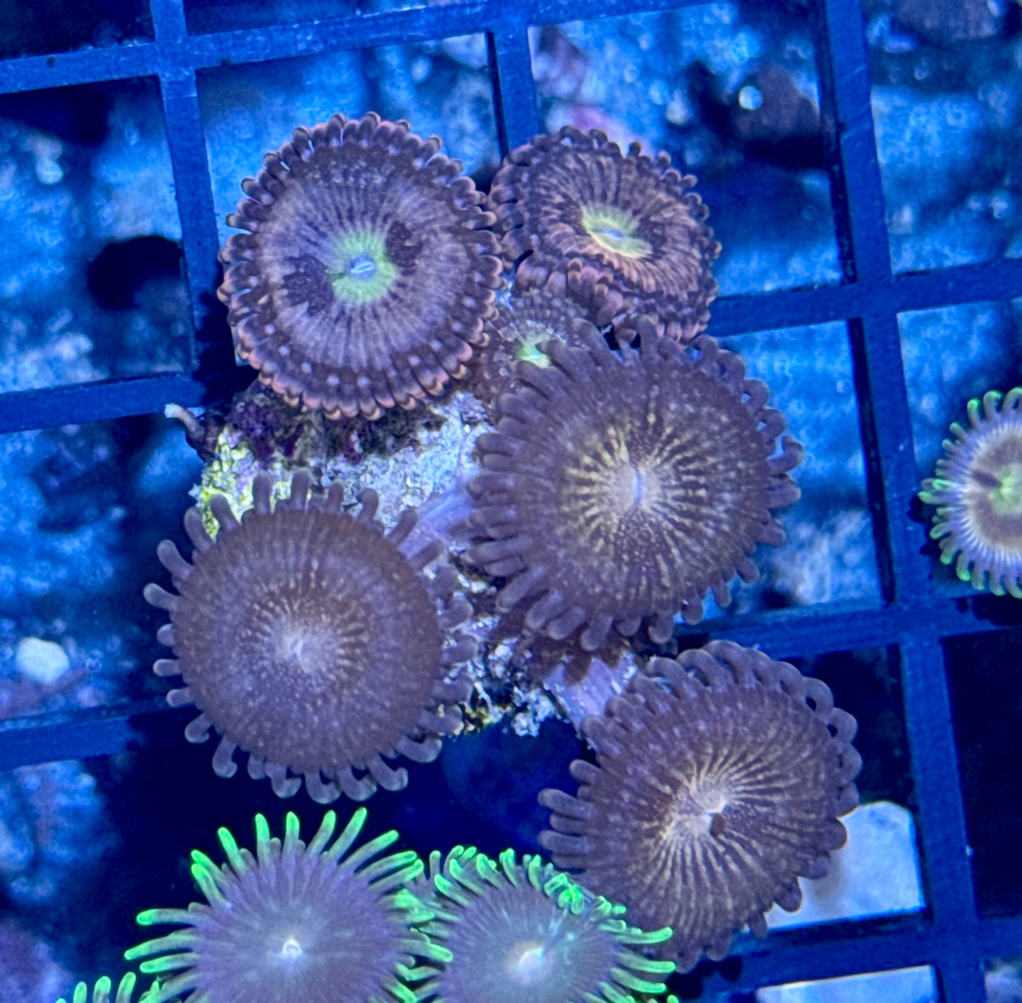 Zoa Frag