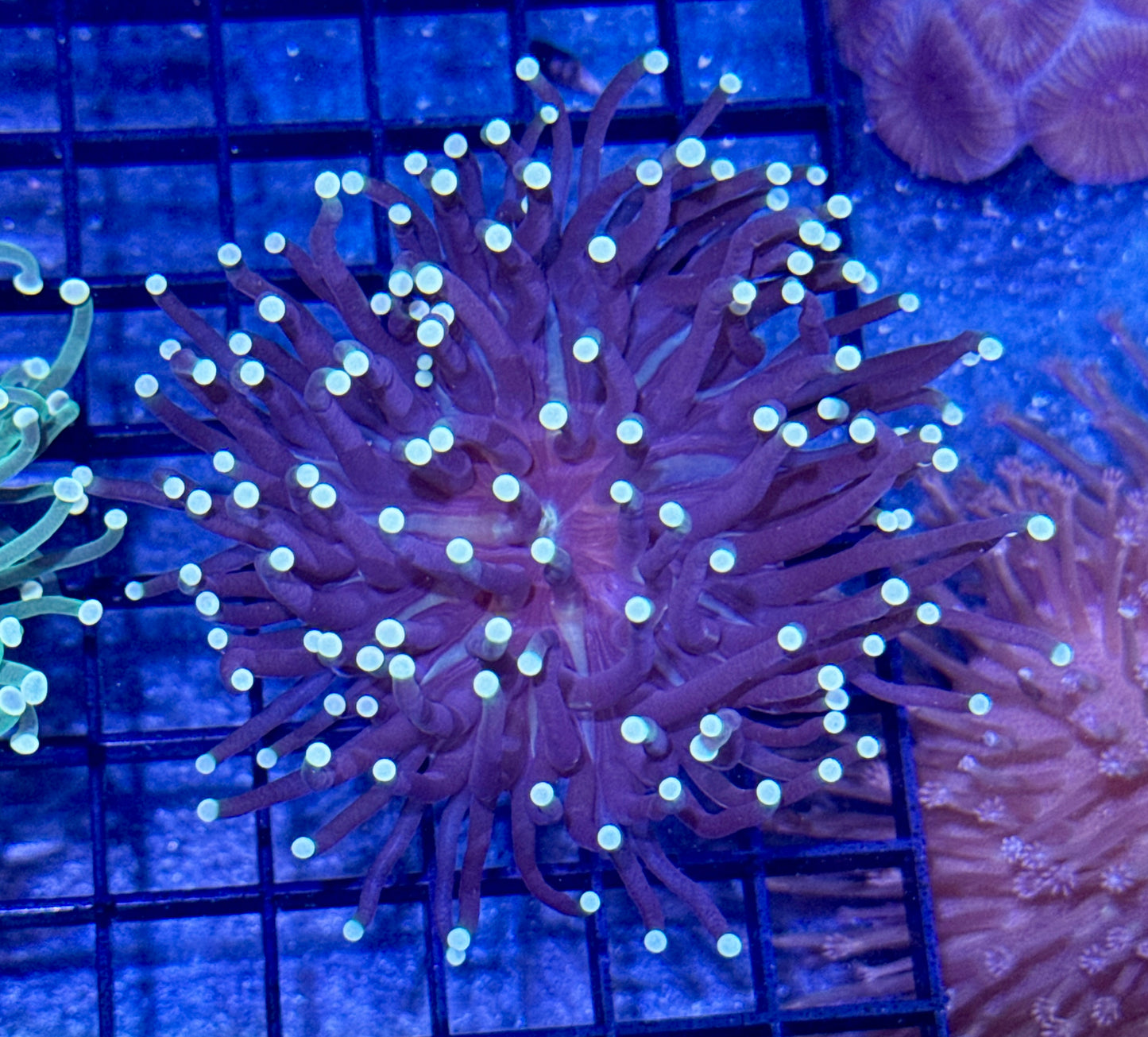 Indo Torch Coral