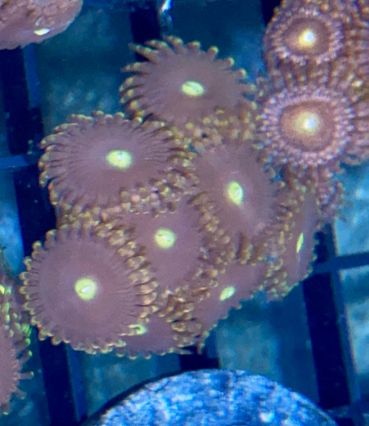 Zoa
