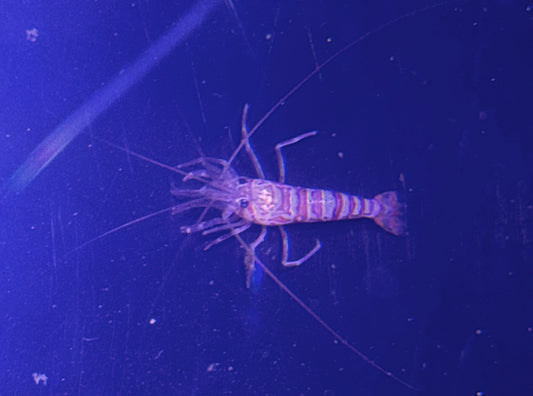 Kuekenthal’s Cleaner Shrimp