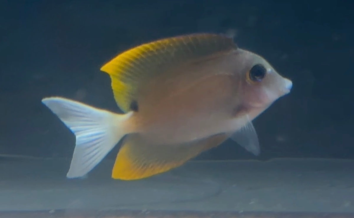 Flame Fin Tomini Tang