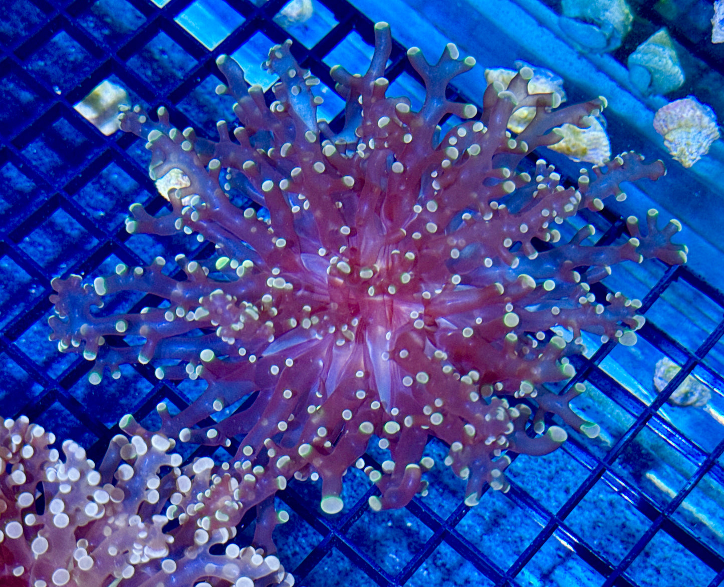 Branching Orange Frogspawn