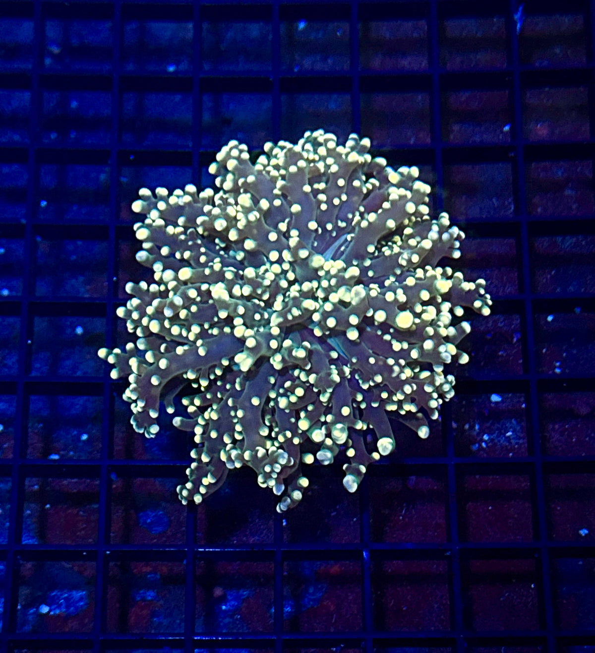 Green with Yellow tips Octospawn Branching