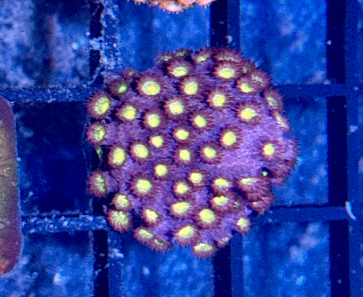 Cyphastrea Frag