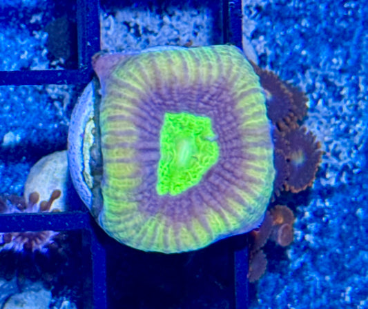 Favia Frag