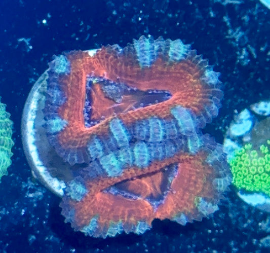 Acan Frag