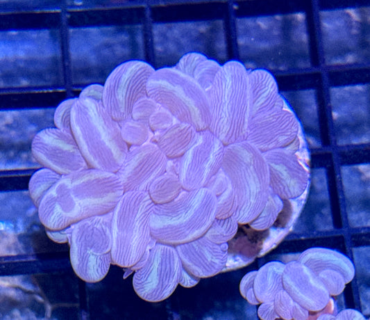 Branching Bubble Coral