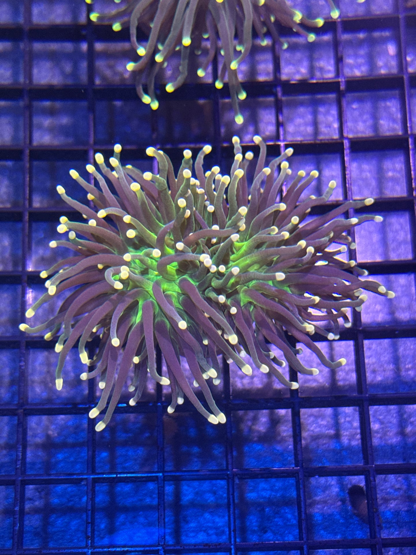 Indo Ultra Torch