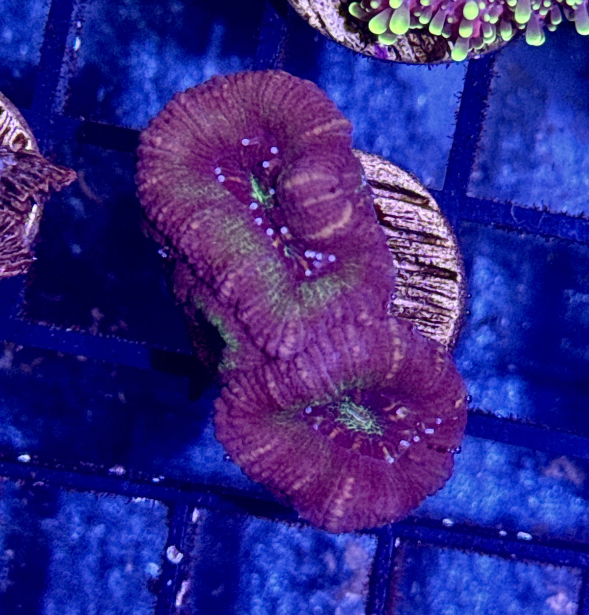 Acan Frag