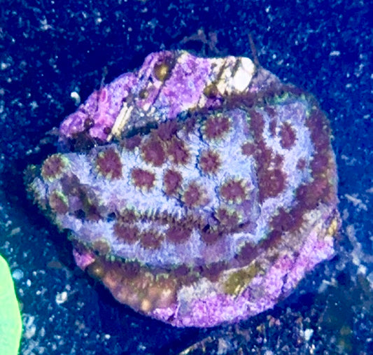 Lepto Frag
